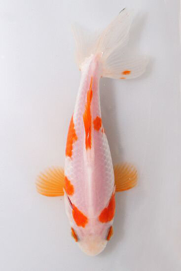 Sarasa Wakin Japanese Goldfish FAC SIMILE