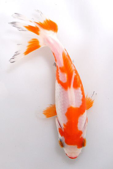 Sarasa Wakin Japanese Goldfish FAC SIMILE